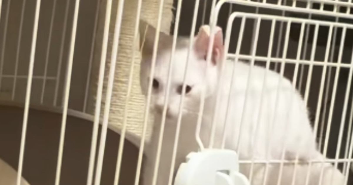 扉は閉まっているのに『ケージの外に出ていた子猫』→なぜだろうと思っていると…衝撃的な瞬間が74万再生「予想を超えてきた」「すごい」