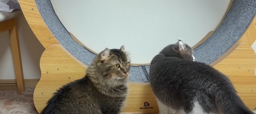 目指すのは健康的ボディ！猫ちゃんたちの室内運動ダイエット♪