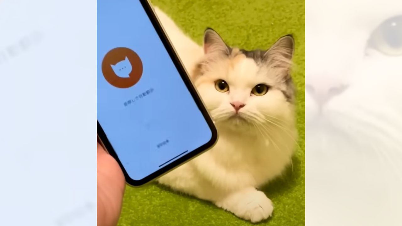 おもちゃで遊んでる猫に『猫語翻訳アプリ』使ったら…まさかの結果が面白すぎると37万3000再生「思わず吹いた」「野獣化かわいい」