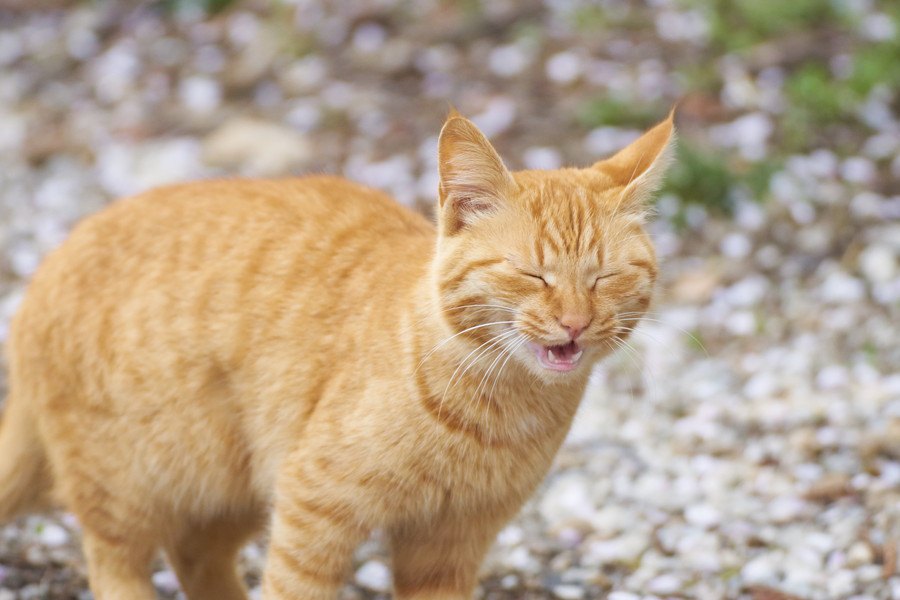 猫も花粉症になるってホント？症状は？