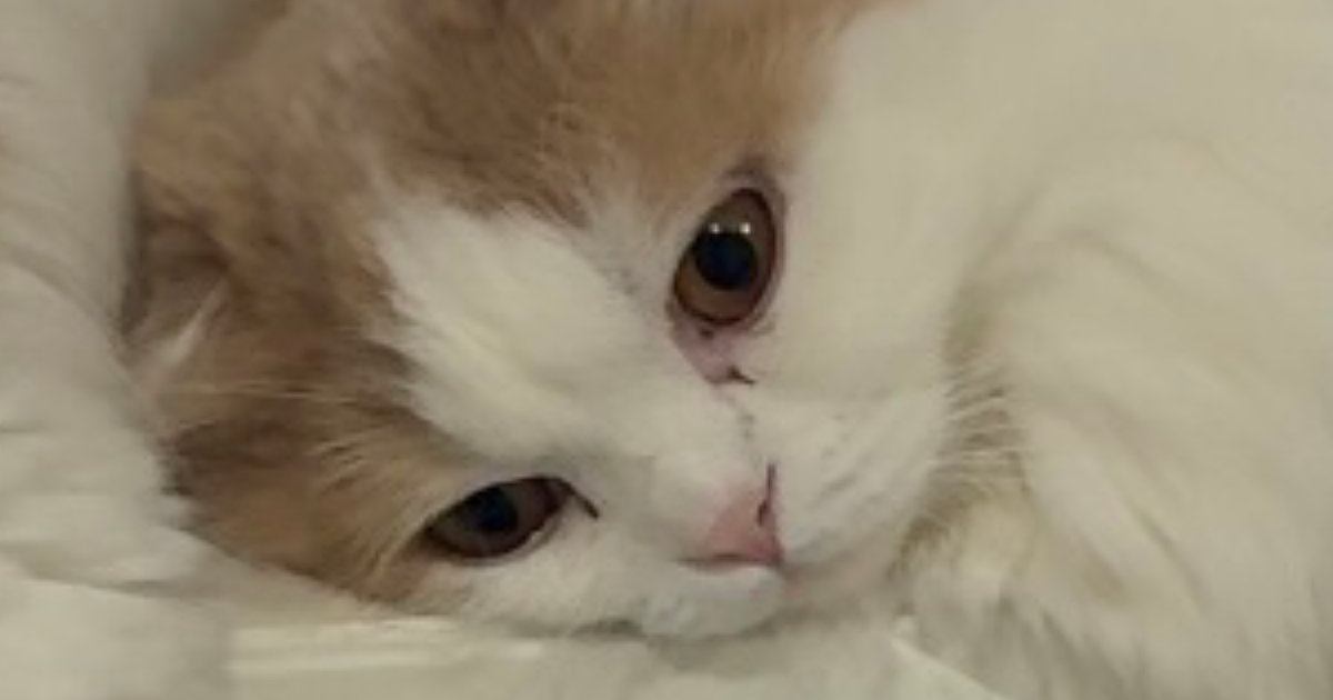 キッチンシンクの上に並んだ双子猫→完全に『同じポーズ』で…まさかの光景に「何考えてるのか気になるｗ」「めちゃくちゃ可愛い」と話題