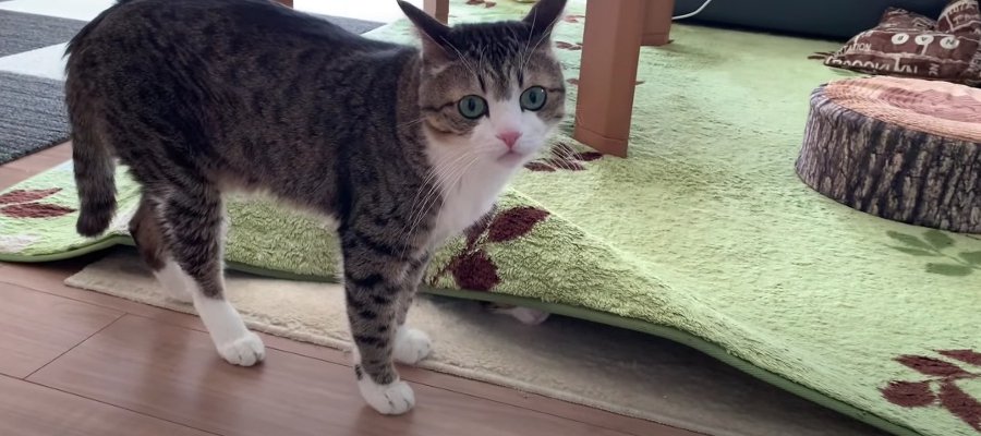 カーペットに潜る弟猫くんが気になって仕方ない兄猫くん♡