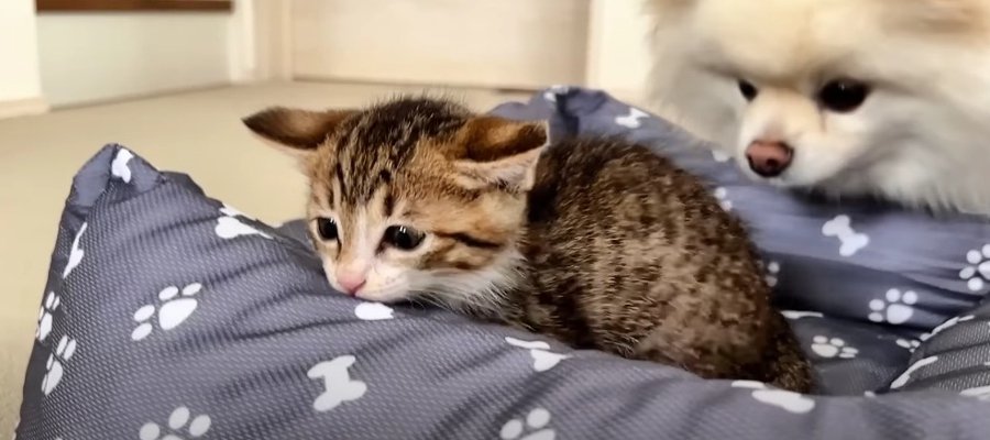 新しいベッドは誰の手に！？子猫ちゃんと先輩猫たちの闘いの行方は…