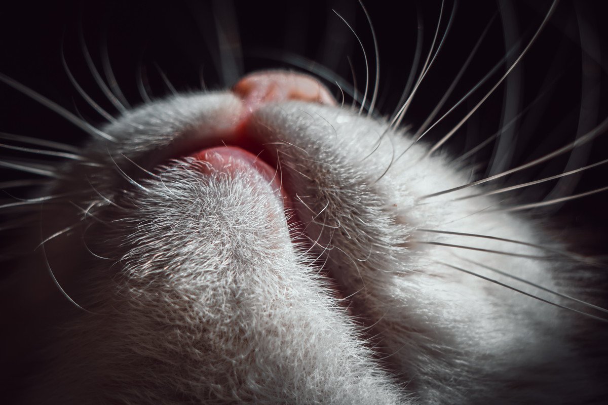 猫のヒゲを切っちゃいけないのはなぜ？実は大切な役割を果たす『ヒゲ』のすごいところ3選