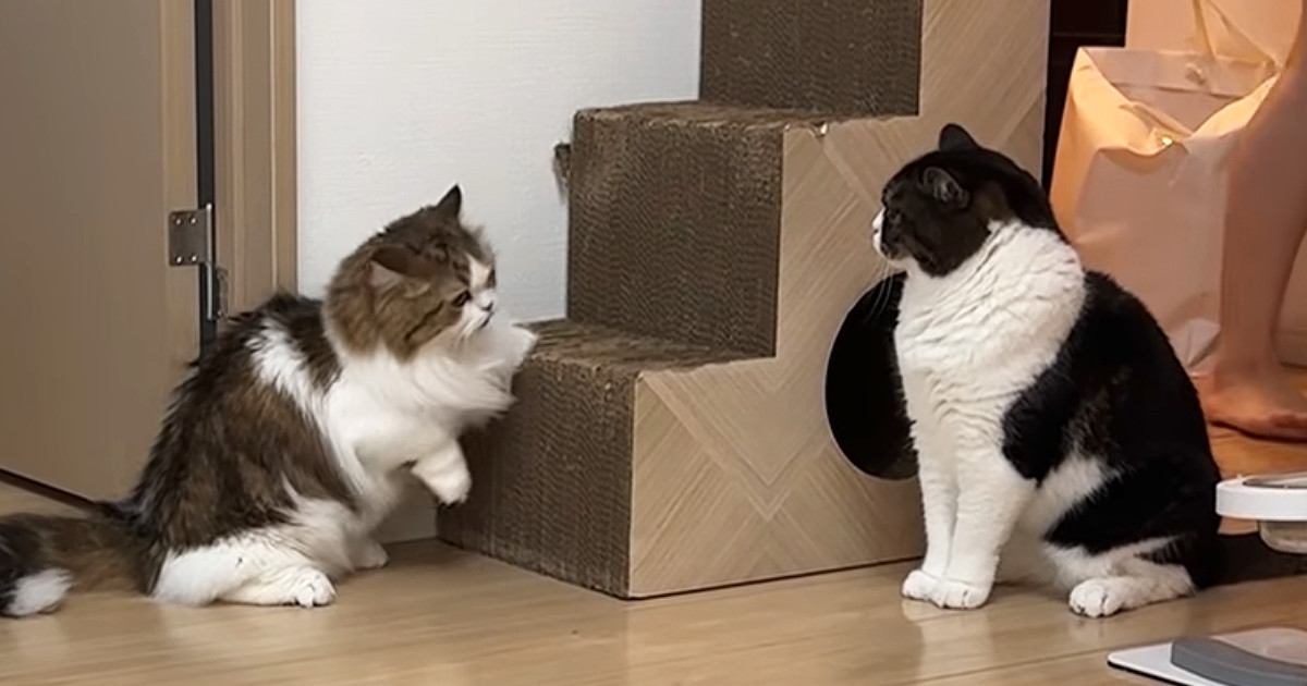 久しぶりに知人宅の猫を預かったら、家の猫と仲良くなって…微笑ましい光景に反響「仲良くなれてよかったね」「甘え方が独特で可愛い」