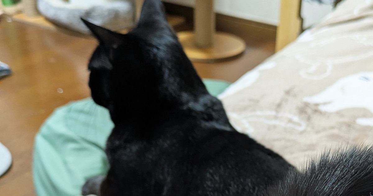 飼い主に『背中を向ける黒猫』→『しっぽ』を見ると、腕に……まさかの『甘え方』に12万いいね「器用なしっぽｗ」「愛が伝わる」と大反響