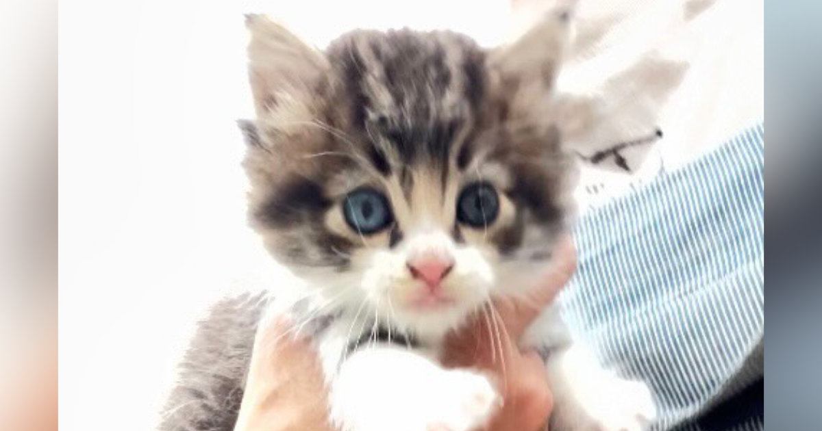 草むらで鳴いているところを保護された『オッドアイの子猫』→５か月後…見違える変化に１万いいね「美猫さんになった」「見事な変身」