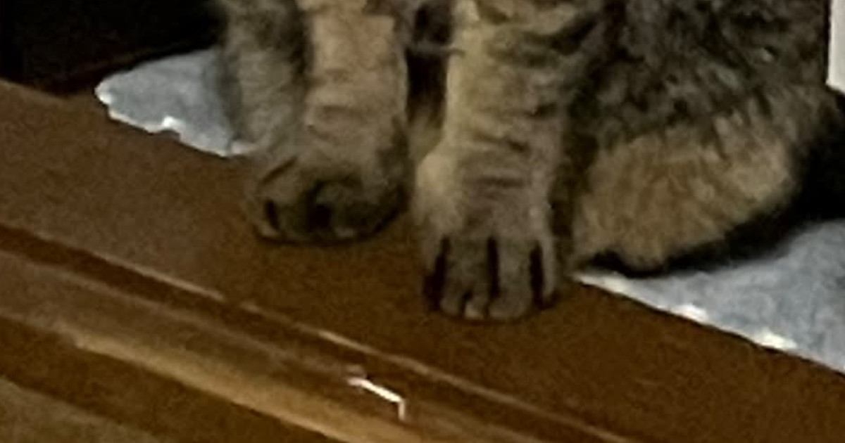 寝る前にトントンしてもらうのが日課の猫→飼い主がうっかり忘れたら…『まさかの光景』に「完全に根に持ってるｗ」「わかりやすい」と爆笑の声