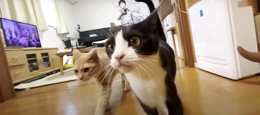 『お供しますニャ』どこまでも！猫ちゃんたちの後追い体験動画♡