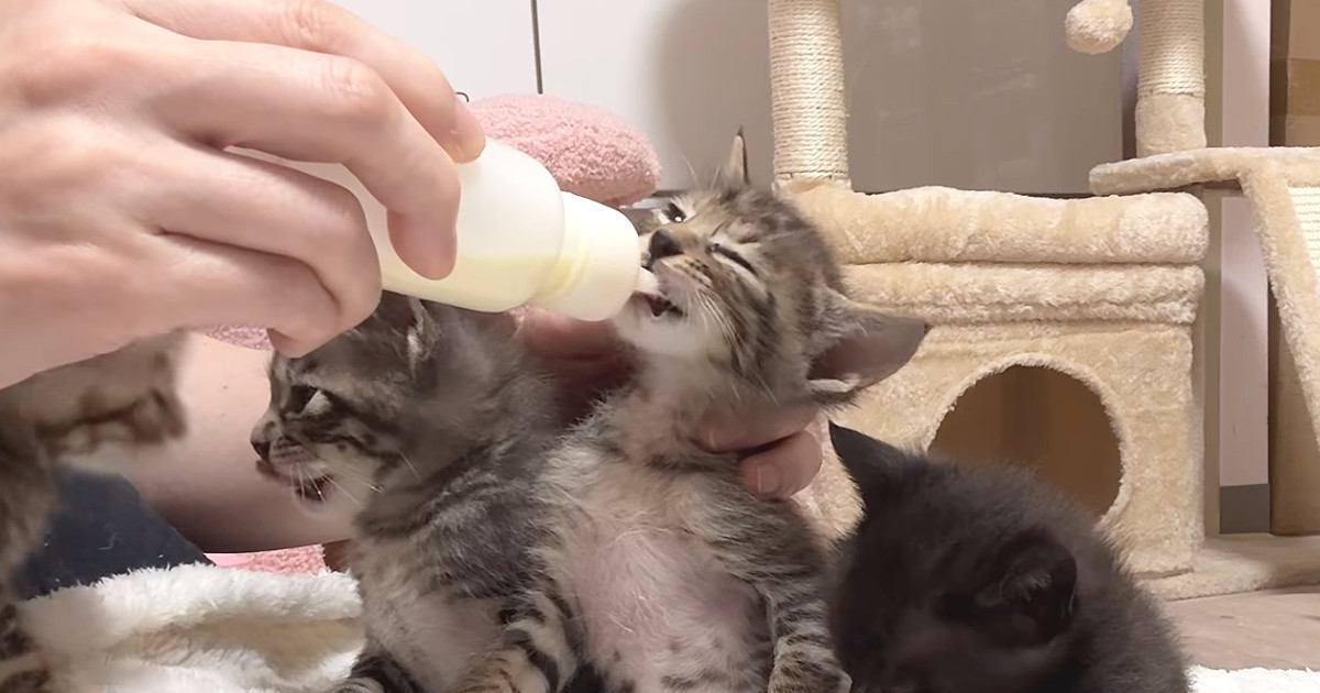 元気に遊んでいた子猫たち→順番に『ミルク』をあげると…尊すぎる光景に「最高に可愛くて幸せｗ」「本当に心が癒される」と9万再生