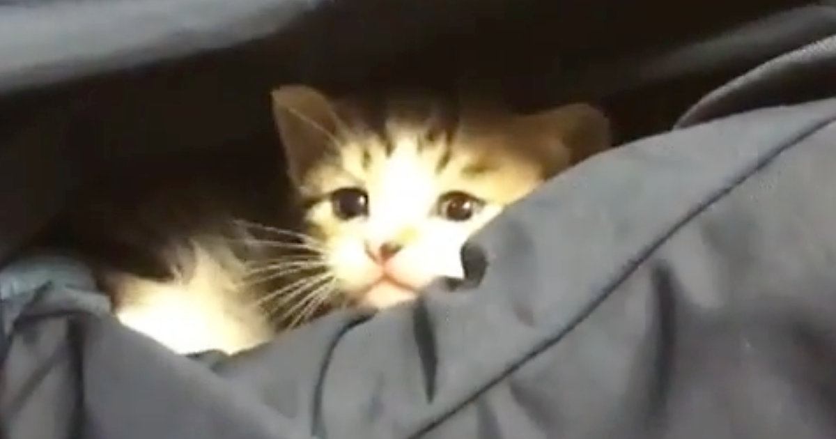 小さな子猫が『パパの膝の上』で遊び始めた結果…思わずニヤけてしまう『尊い光景』が27万再生「心が浄化された」「なんだただの天使か」
