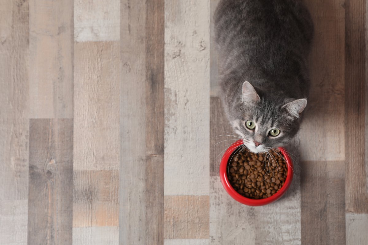 猫が『ご飯を食べようとしない』ときに疑われる原因4選　注意が必要なケースから取るべき対応まで