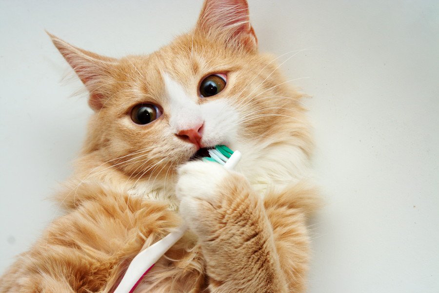 猫ちゃんのお口トラブル、こんな症状には要注意！習慣付けたい予防法まで【現役獣医が解説】