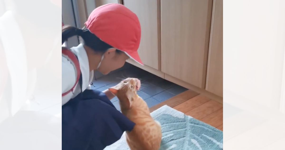 小学校から子どもたちが帰ってくると……『お出迎えする猫』の様子が尊すぎると29万再生「幸せな気持ちになった」「映画のようで涙が出た」
