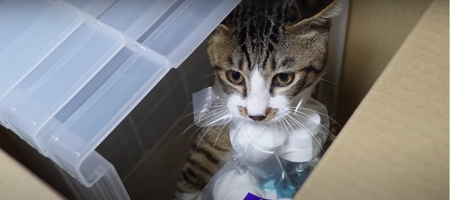 大胆な犯行！目撃されちゃった泥棒猫ちゃん