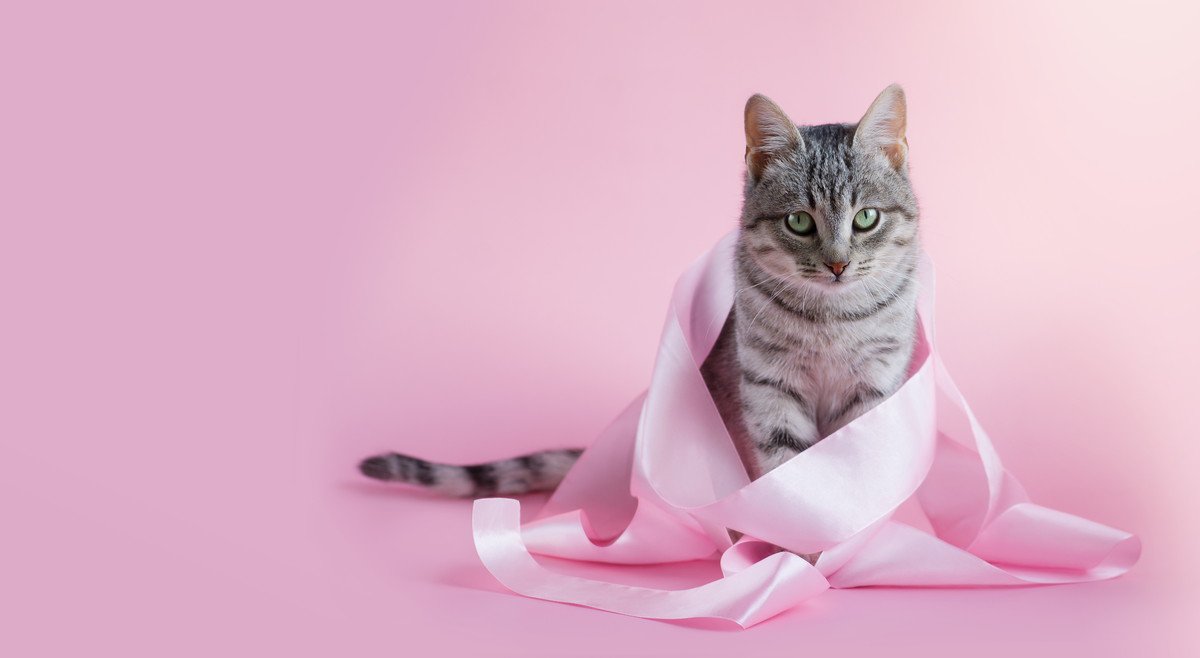 「キャットリボン運動」を知っていますか？猫に多い「乳腺腫瘍」と、苦しむ子を減らすためにできること