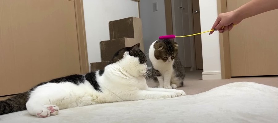 酔っ払いに絡まれちゃった猫親子たち…