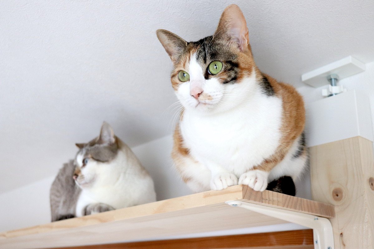 愛猫を喜ばせるための『DIYアイデア』4つ　設置するメリットから安全に使用するための注意点まで