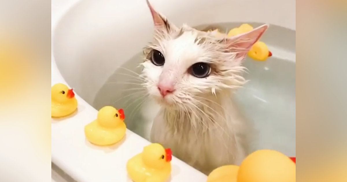 飼い主さんと一緒に『バスタイムを楽しむ猫』…まさかの光景が可愛すぎると２万いいねの反響「羨ましい～」「お風呂大好きなんだねｗ」