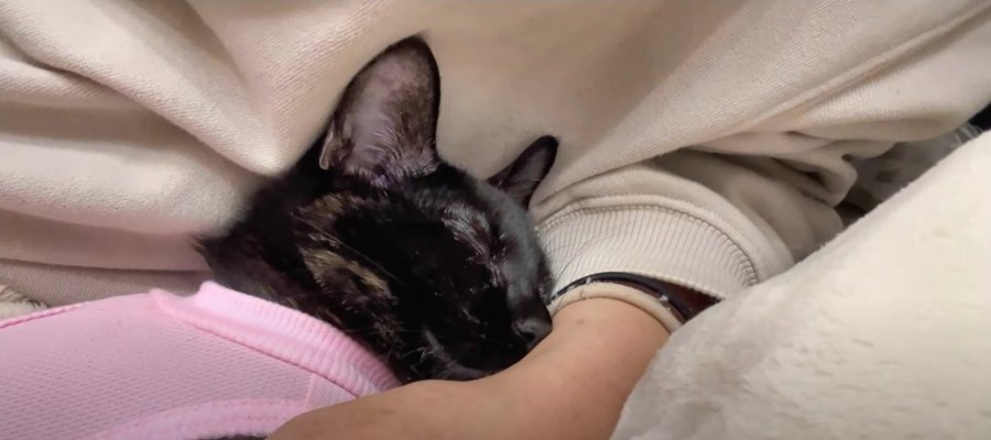 病院から帰宅した猫ちゃんが甘えん坊に？その姿にみんながデレデレ♡