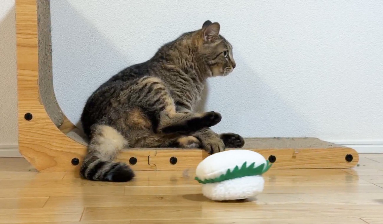 突然流れてきた寿司のおもちゃに猫が…人間みたいな『まさかのリアクション』に7万2000いいね「大爆笑しましたｗ」「100点の反応」