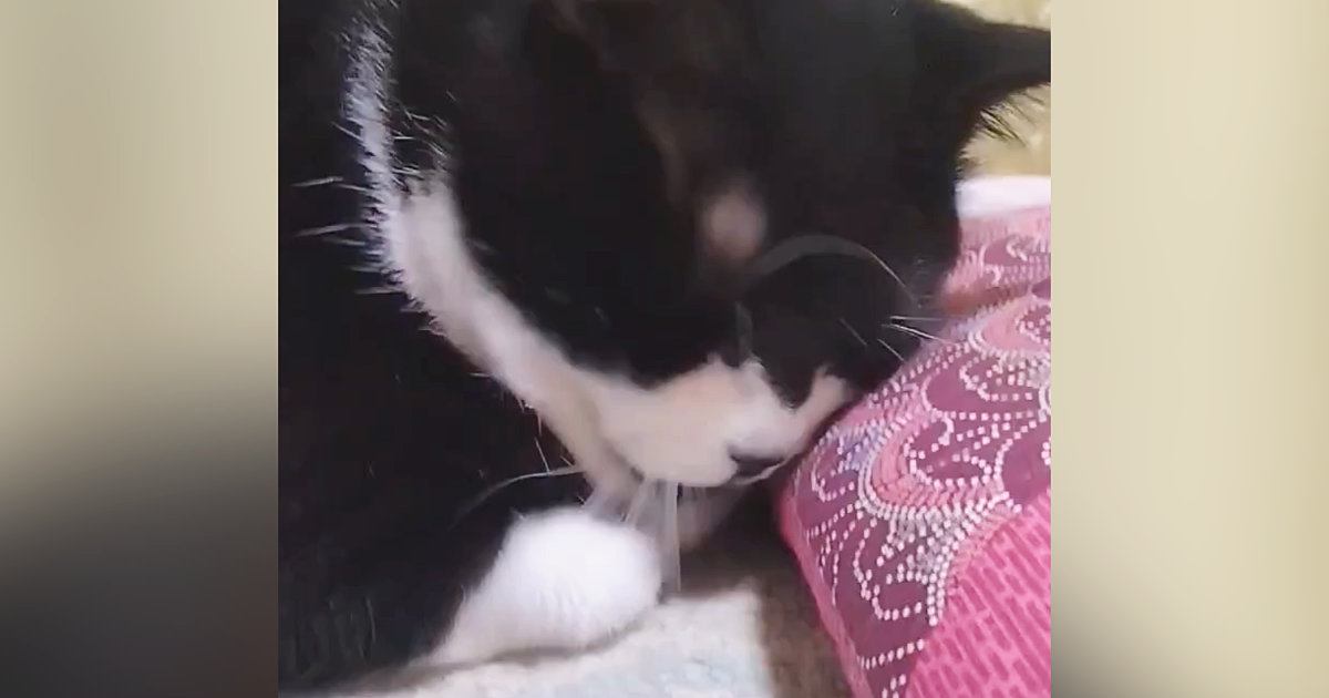 座布団にスリスリしていた猫→見られていることに気づいた『次の瞬間』…可愛すぎる光景に３万いいね「決定的瞬間ｗ」「もう笑っちゃうーｗ」