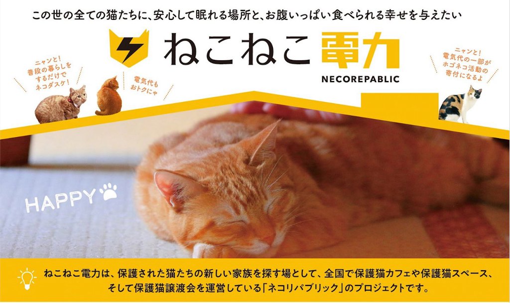 いつも通りの暮らしで猫支援！「ねこねこ電力」