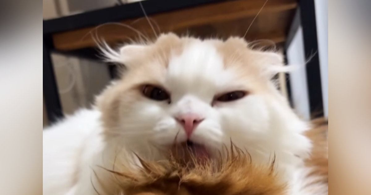 スタイリングするかのように『同居猫の頭を丁寧に毛づくろいする猫』…思わず笑う『可愛すぎる光景』が48万再生「予約したいｗ」「表情がｗ」