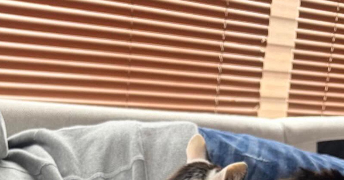 『もはやマタタビ？』ソファでくつろぐパパを見たら、『猫たち』が…『モテモテすぎる光景』に「えー凄いｗ」「あたたかいのかなｗ」と話題に