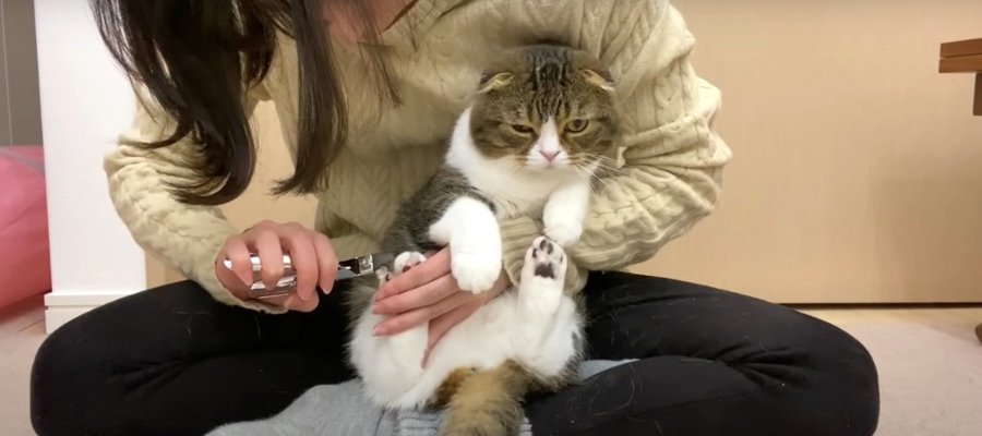 『爪切りは嫌！』落ち込んだり怒ったりしながら頑張る猫ちゃん