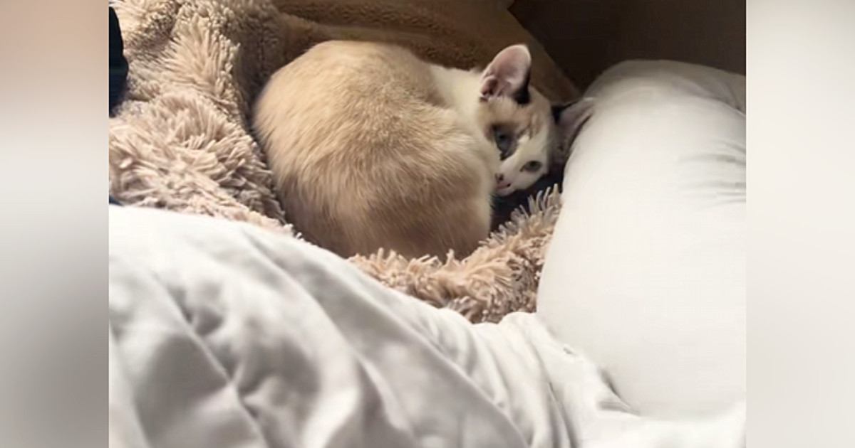 寝返りをうったママの足が猫に乗ってしまった結果…尊すぎる『まさかのリアクション』が40万再生「愛おしくて泣ける」「ラッキーと思ってそう」