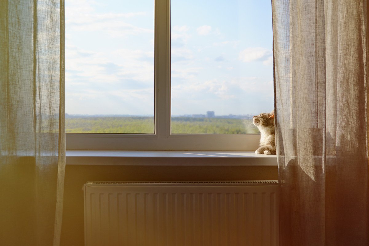 猫の『エンジェルタイム』を知っていますか？愛猫が最期にくれる“贈り物”の時間