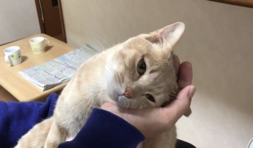 パパさんのてのひらに頭を預けきっている猫ちゃんが最高に可愛い！