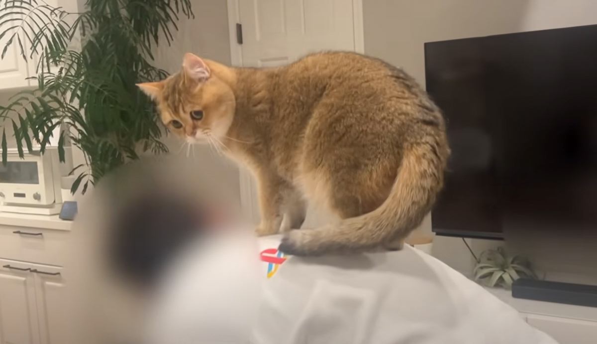 飼い主さんが『筋トレ』をし始めたら、猫が……あまりにも『ネコハラ』な光景に「お手伝いしてて笑った」「うらやましいｗ」と爆笑の声が続出