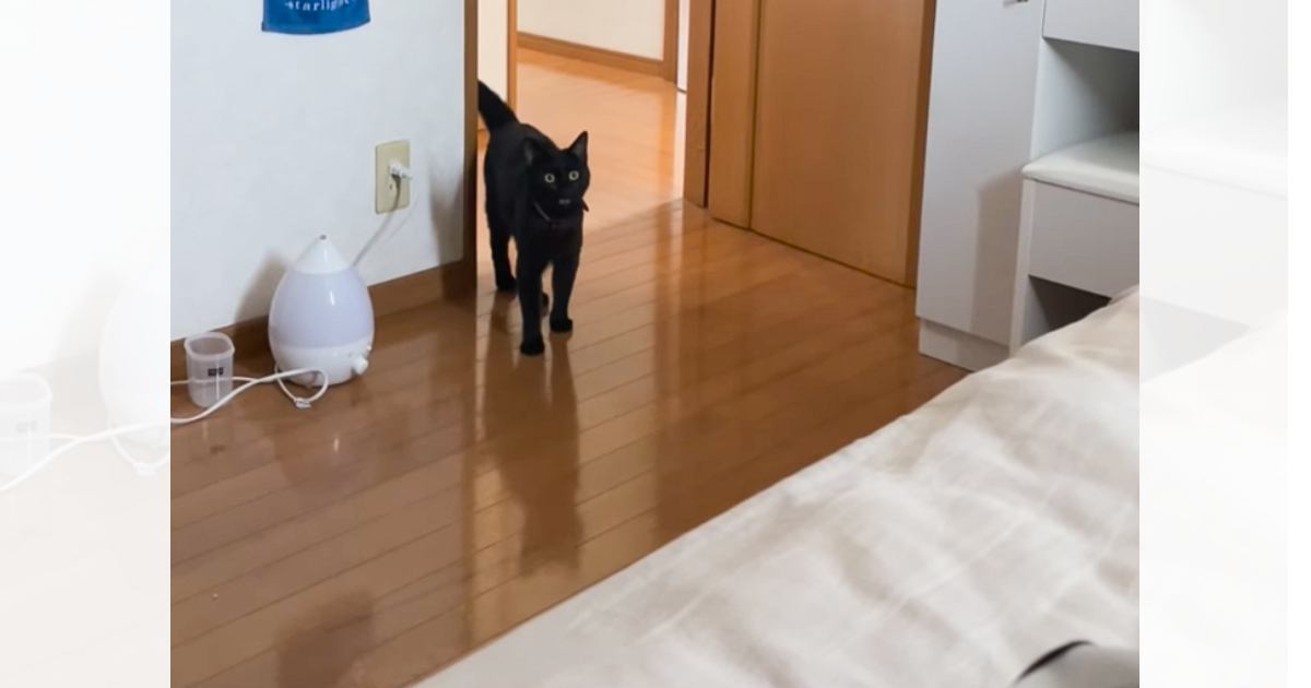 熱を出して寝込んでいたら…寝室にやって来た猫がとった『まさかの行動』が素敵すぎて泣けると45万再生「すごい尊い」「何よりのお薬だね」