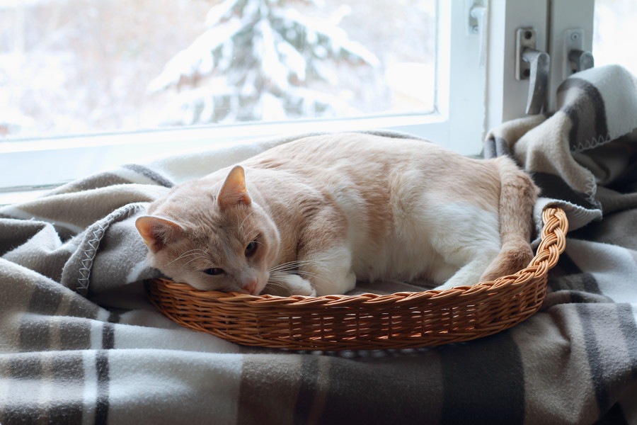 猫との生活を始めて変わる事と飼う前の心構え