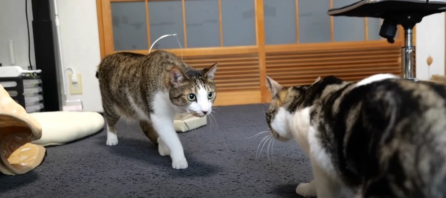 初の直接対面！預かりボランティア2日目の猫ちゃん♪