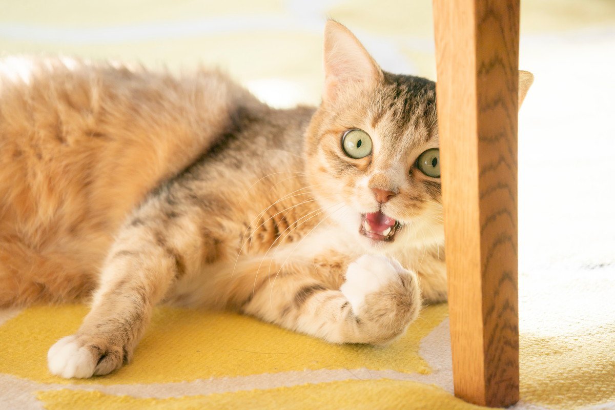 猫が本気で『やめてほしい』と感じているサイン7つ　無視すると信頼を失ってしまう可能性も