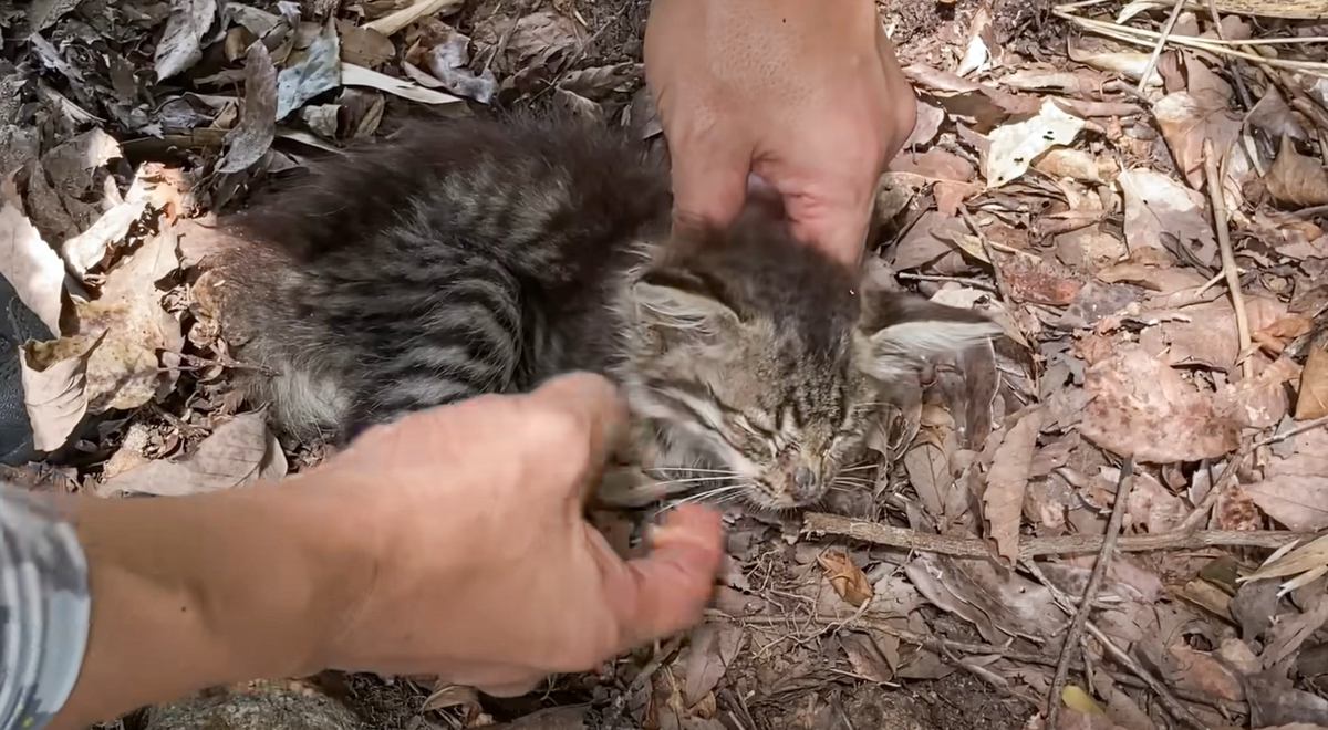 『まだ生きてる？』山歩きの帰り、道路で倒れていた子猫を発見…夫婦の『決断』に涙が止まらないと149万再生「時間の問題だった」「泣ける」