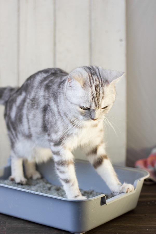 猫がおかしな体勢でトイレをする3つの理由