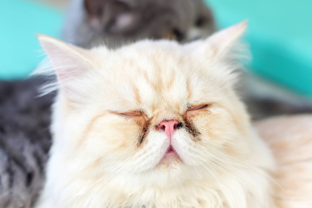 愛猫の健康トラブルのサインかもしれない『顔の汚れ』3選　なかには危険な病気も…