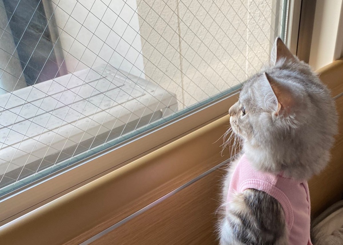 え…？本物？直立するマンチカン子猫さんが完全にぬいぐるみ♡