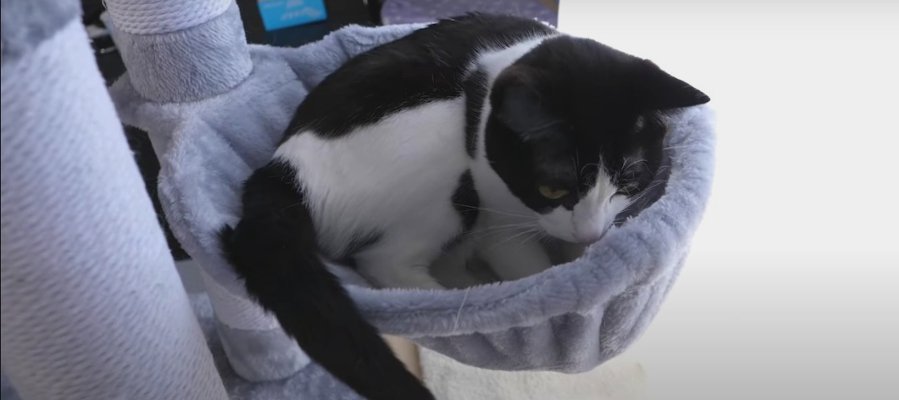 ハンモックで寛ぐ猫ちゃんに“わしゃわしゃ”してみた！