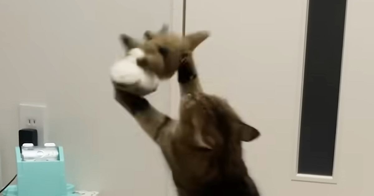 久しぶりに猫の『お気に入りのぬいぐるみ』を取り出したら……笑わずにはいられない光景に「仲がいいのか悪いのかｗ」「容赦ないねｗ」の声