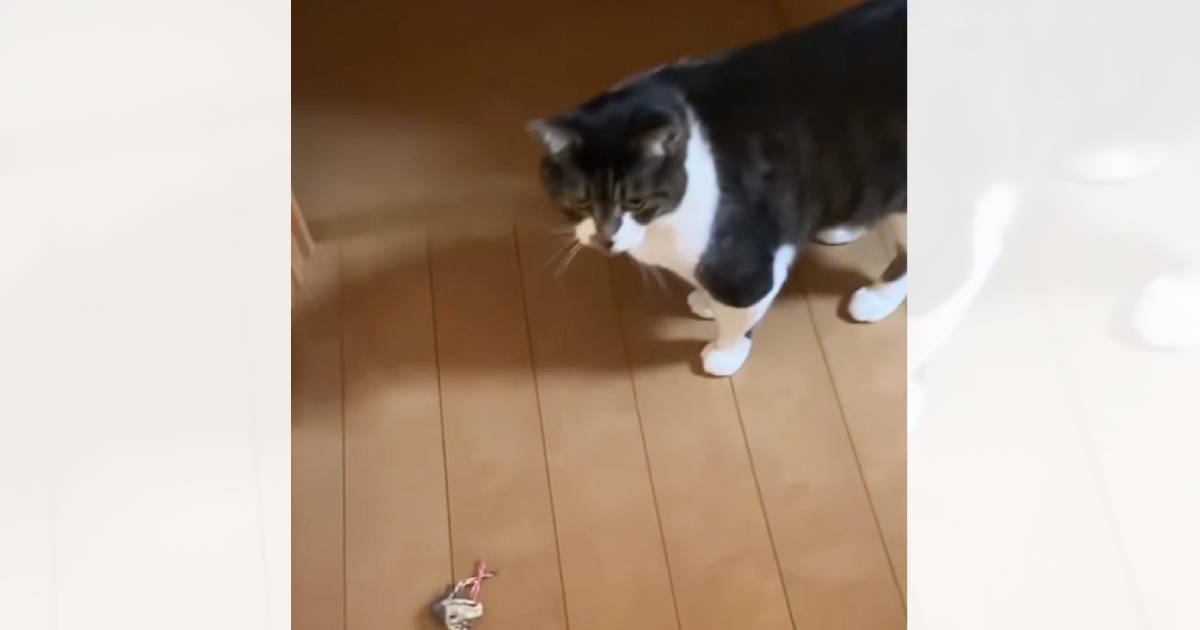実家から帰った後、母から送られてきた『猫の様子』を見たら…涙せずにはいられない『切ない光景』が19万再生「泣ける」「今すぐ抱きしめたい」