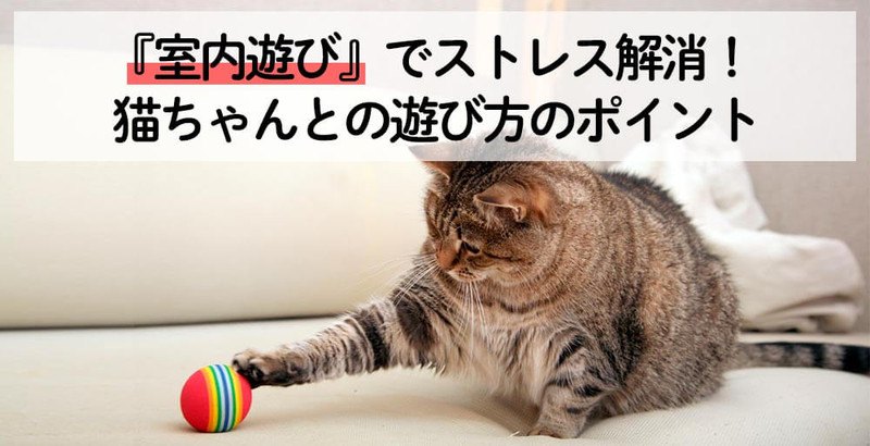 室内遊びでストレス解消！ねこちゃんとの遊び方のポイント