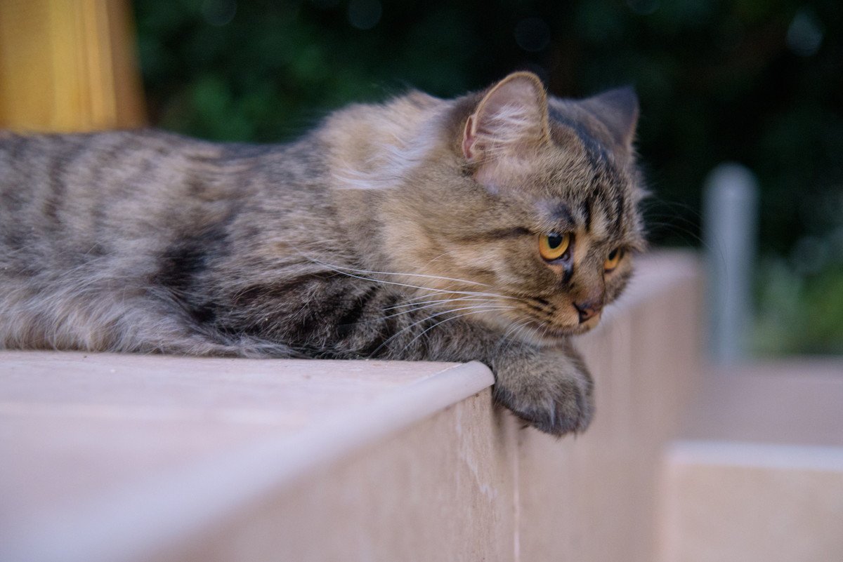 猫が『落ち込む』飼い主の絶対NG行動5選