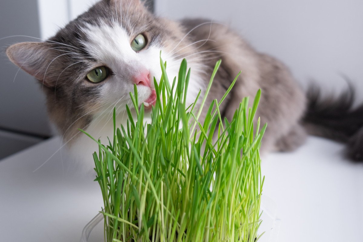猫に『猫草』は必要？メリット・デメリットと、与える際の注意点