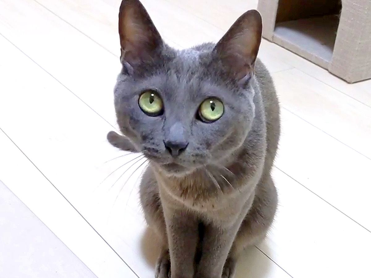 無言で何かを訴えるネコ→ついていくと、部屋の隅に案内され…あまりにも愛おしい光景が43万再生「お姫さまだね」「上目遣いがたまらん」