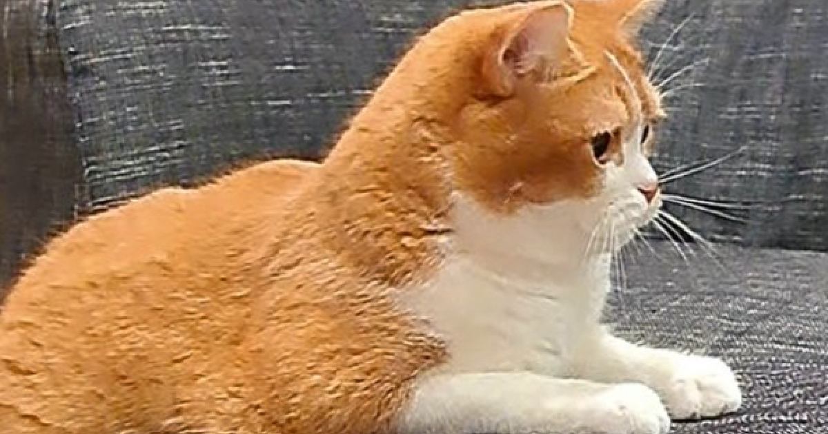 ソファーでくつろいでいた猫→『後ろ足』を見てみたら…予想外の『中途半端な体勢』に「座ればいいのにｗ」「逆に疲れそうｗ」と２万いいね
